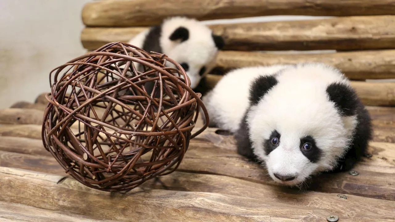 Panda-Zwillinge Leni und Lotti erobern die Welt