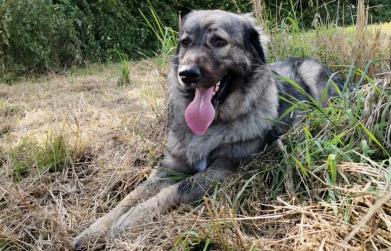 Hund stirbt nach Stromschlag durch defekte Straßenlaterne