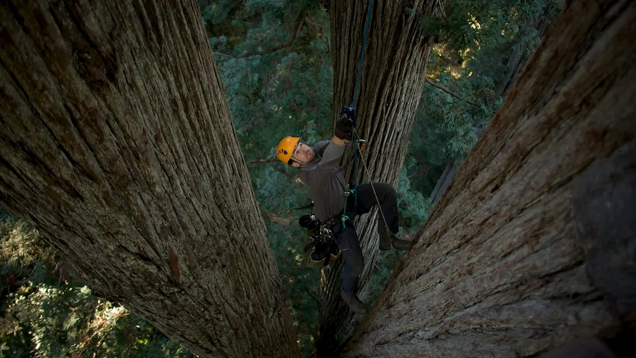 A Redwood Oasis: Exploring the Ancient Trees and Restoration Efforts