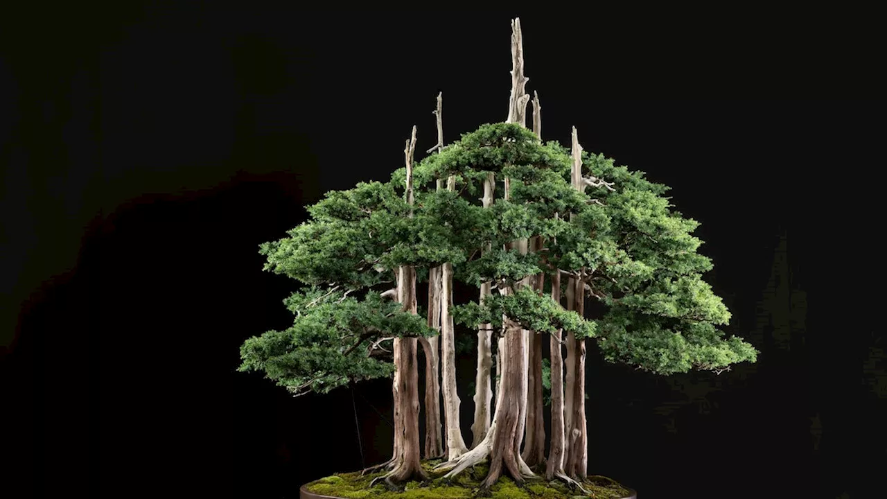 Goshin: A Miniature Forest of Living Legacy