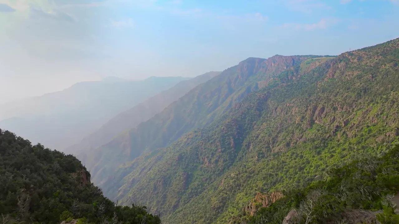 Rewilding Project Brings Nubian Ibex Back to Soudah