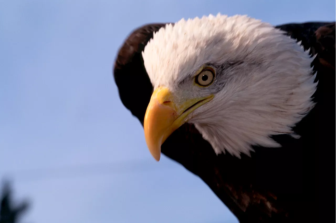 Bald Eagle Found on Street Euthanized After Bird Flu Diagnosis