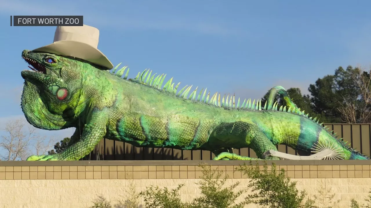 Fort Worth Zoo's Iggy the Iguana Gets a Makeover