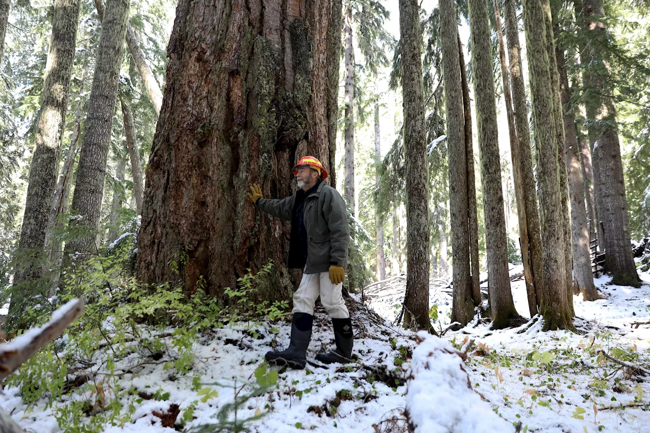 US Forest Service Cancels Nationwide Old-Growth Forest Protection Plan