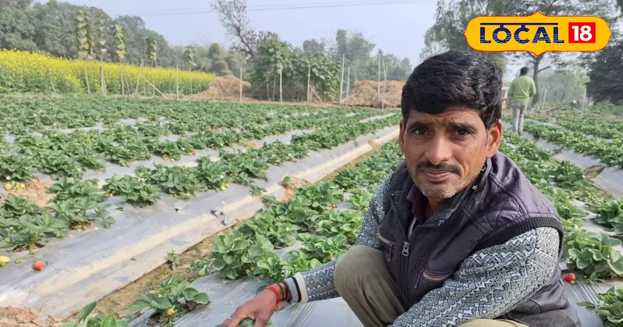 बाराबंकी के किसानों ने स्ट्रॉबेरी की खेती से की लाखों कमाई