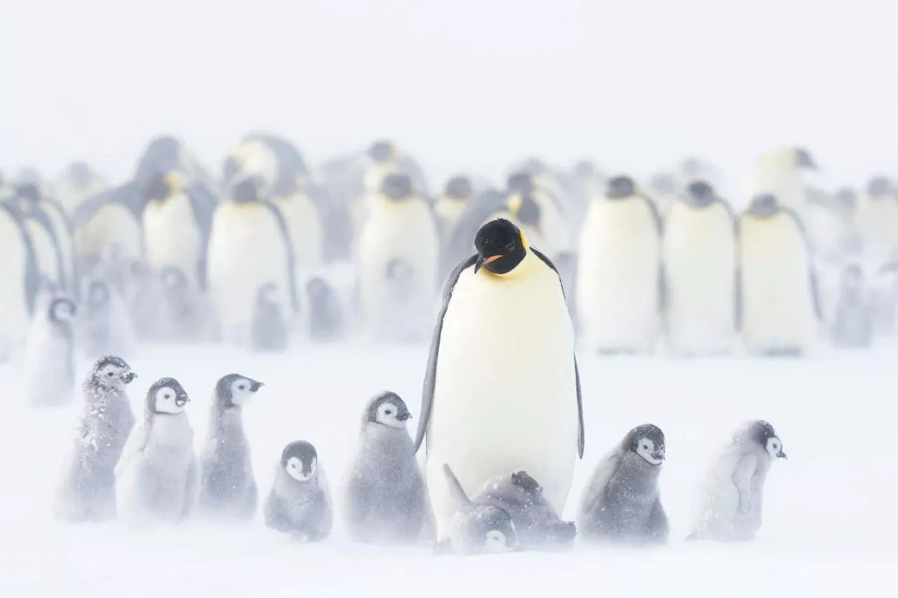 New Technologies Reveal Secrets of Emperor Penguins