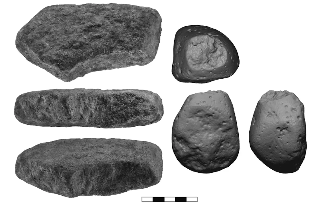 780,000-Year-Old Food Remains Reveal Diverse Plant-Based Diet of Prehistoric Humans