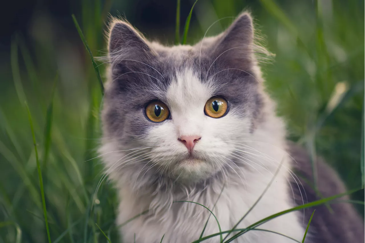 Cat's 'Attitude' Leads Owner to Teach Her About Privilege