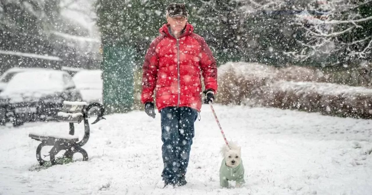 Walking Your Dog in the Cold: Temperatures to Watch Out For