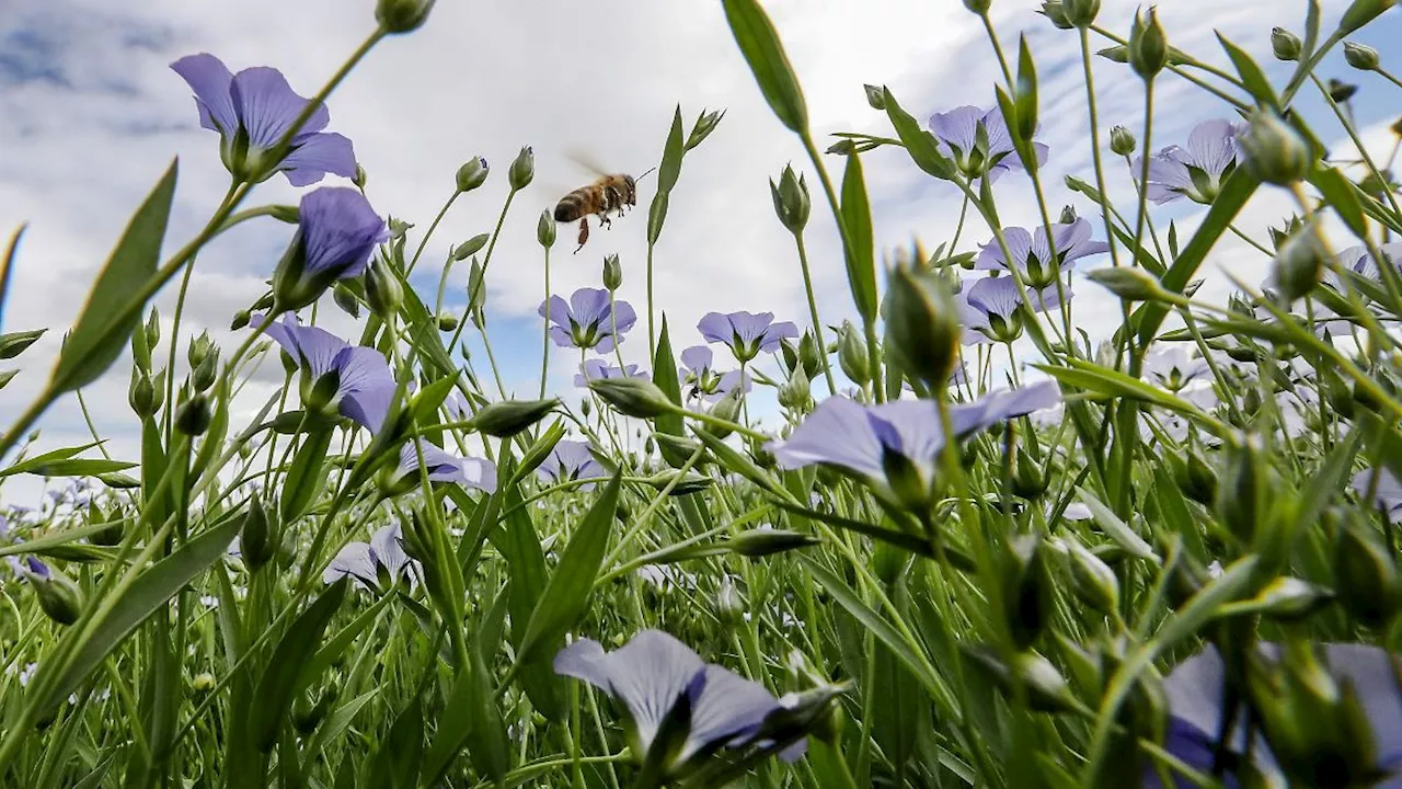 Die Garten-Blattschneiderbiene ist die Wildbiene des Jahres