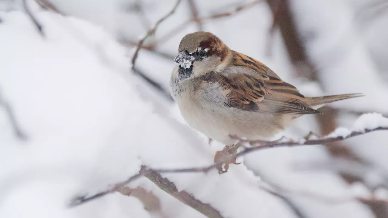 Stunde der Wintervögel: Nabu hofft auf große Beteiligung