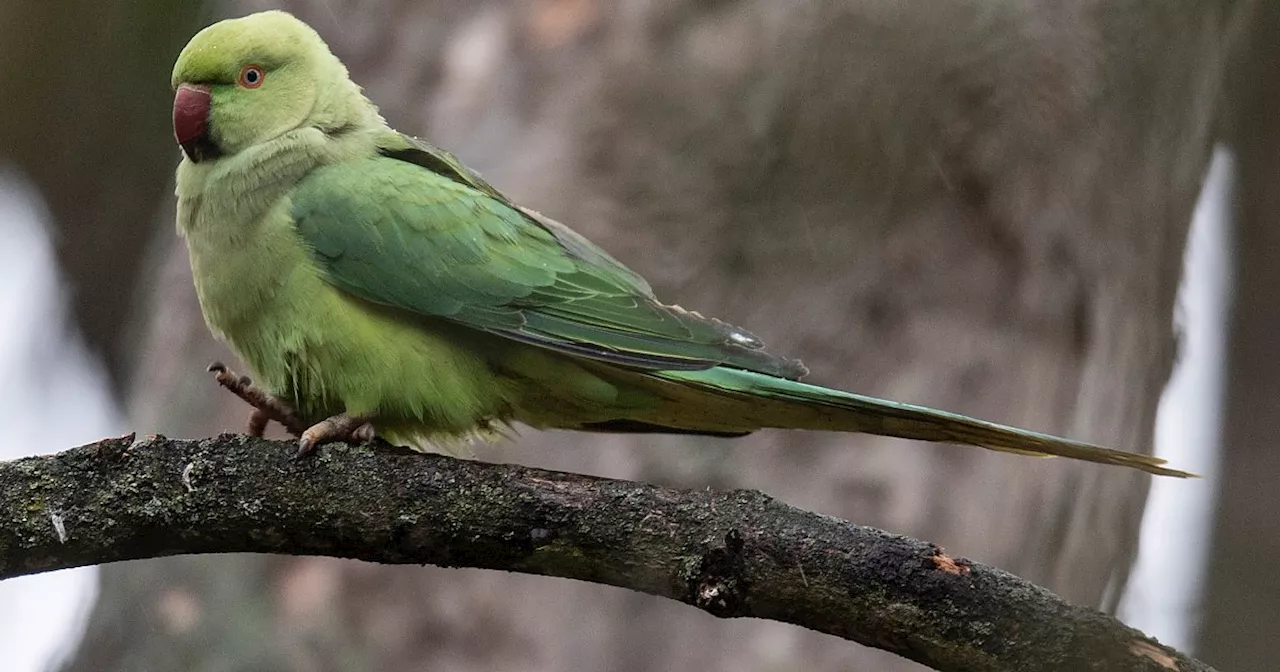 Exotischer Vogel in Bielefeld unterwegs: Wem gehört das bunte Kerlchen?