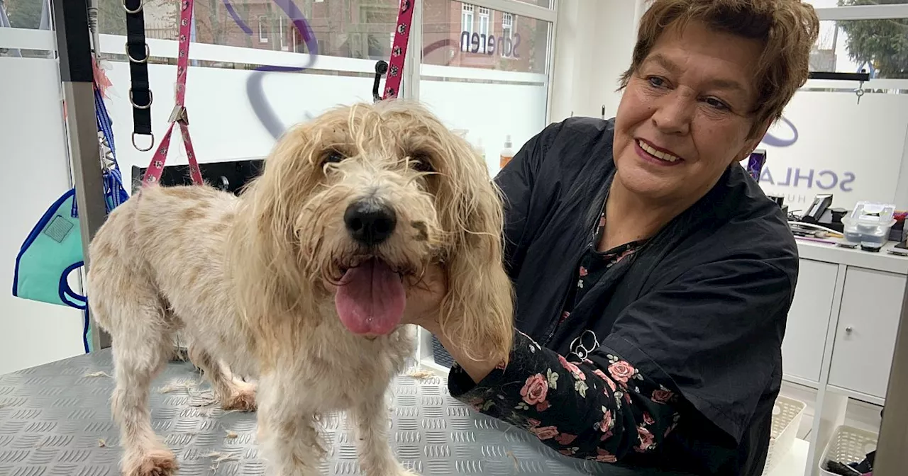 Hundefriseurin in Bünde: Petra Stork Friseurt Hundepelz