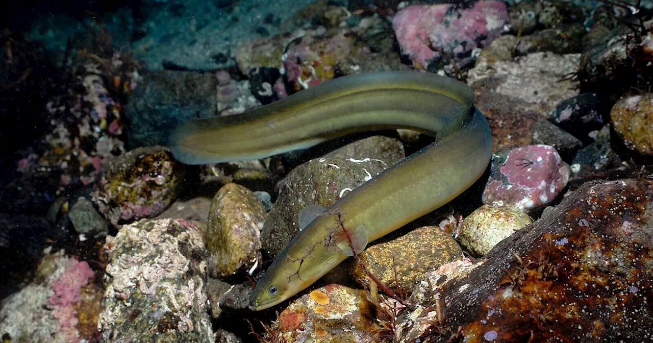 Süßwassertiere: Tausende Arten vom Aussterben bedroht