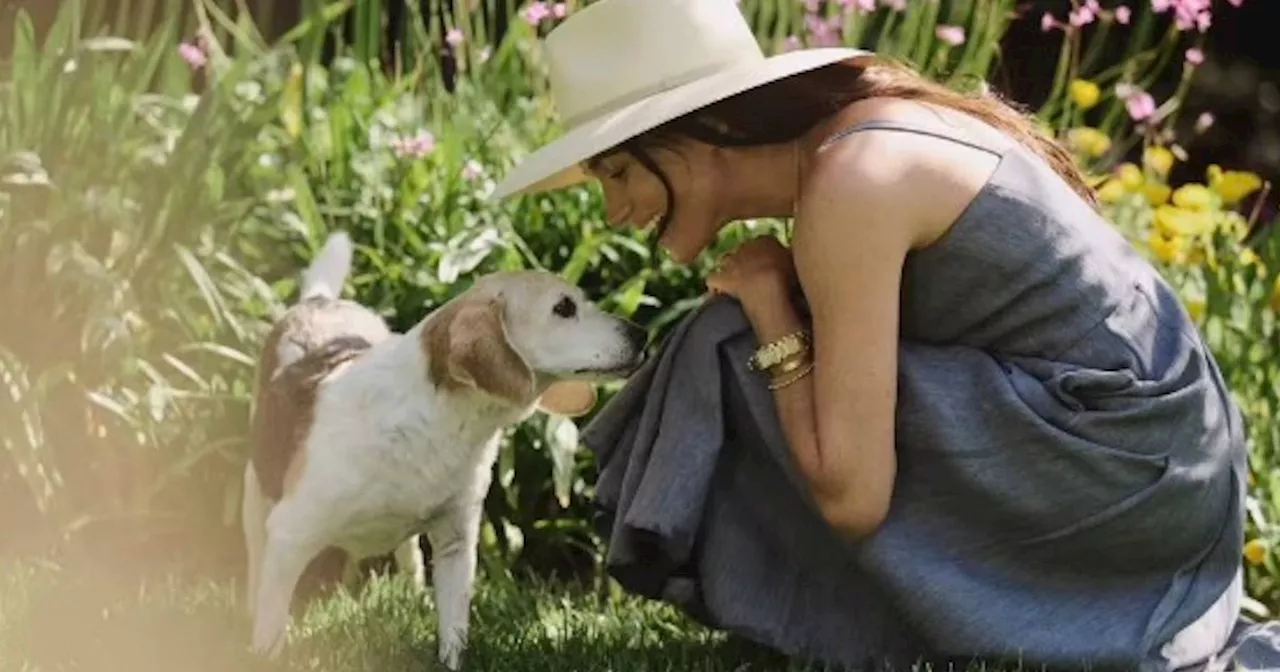 Meghan Markle Mourns Beloved Beagle Guy