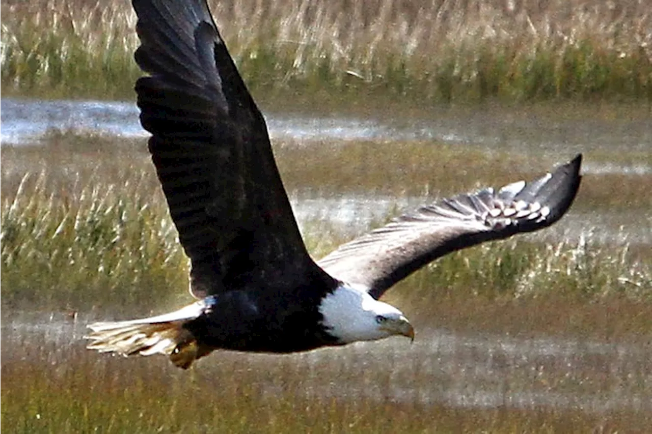 Bald Eagle and Osprey Removed from New Jersey's At-Risk Species List