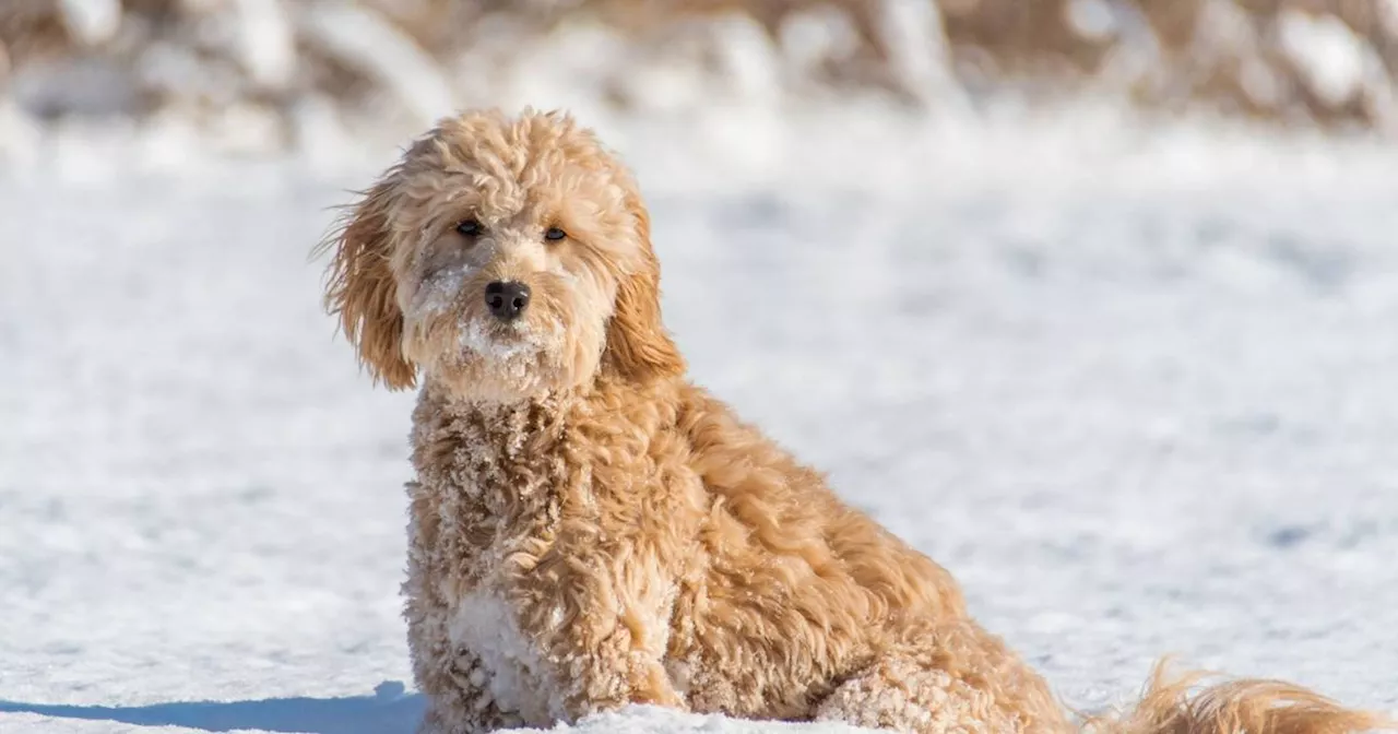 Dog Owner Asked to Change Puppy's Name Due to Resemblance to Girlfriend's Sister's Name