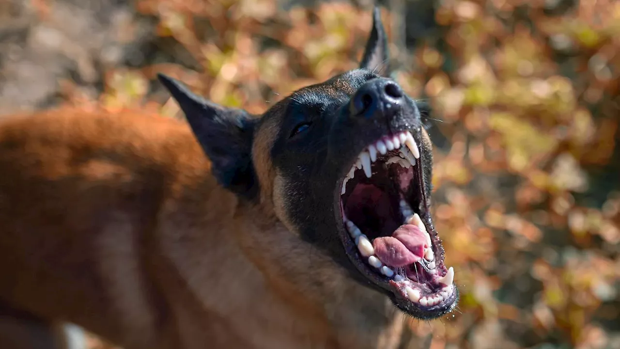 Werwolf-Syndrom: Hersteller rufen beliebte Hunde-Kauknochen zurück