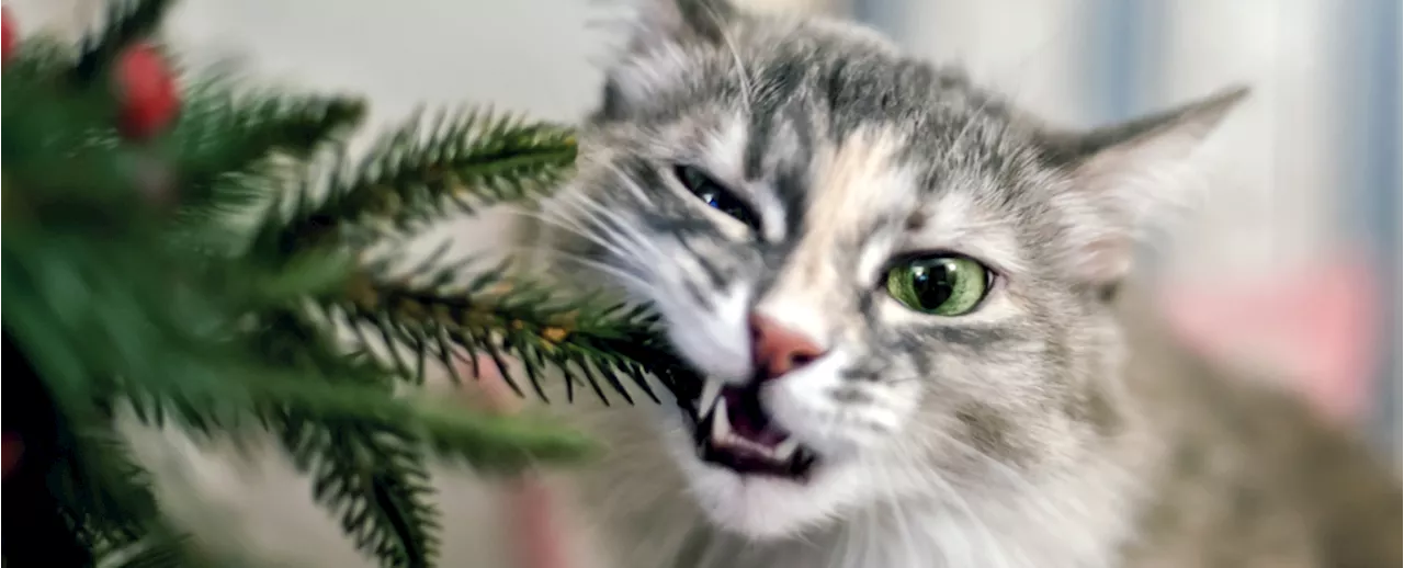 'Please Don't Eat Your Christmas Tree' Says Belgium's Food Agency