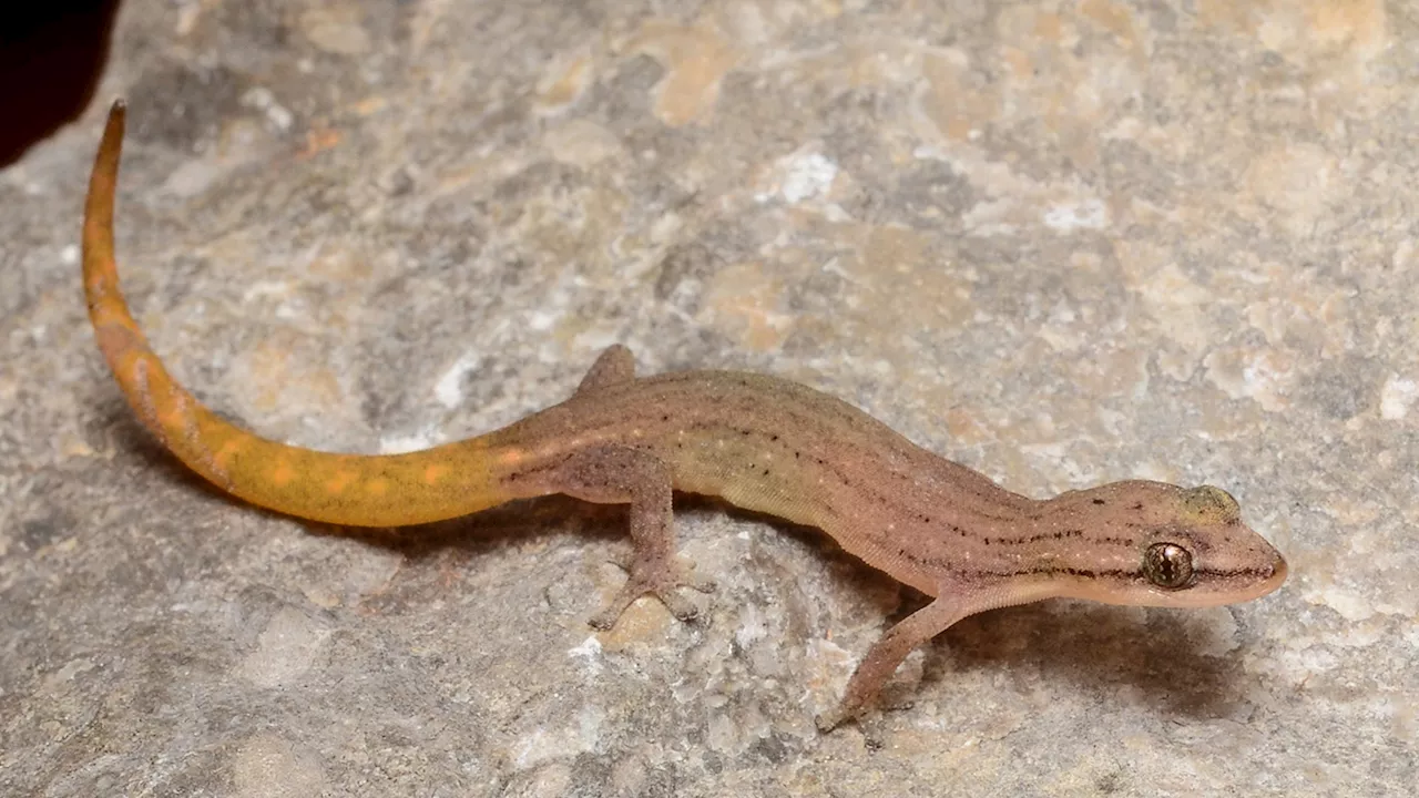 Southeast Asia's Karst Landscapes: Hotbeds of Gecko Evolution