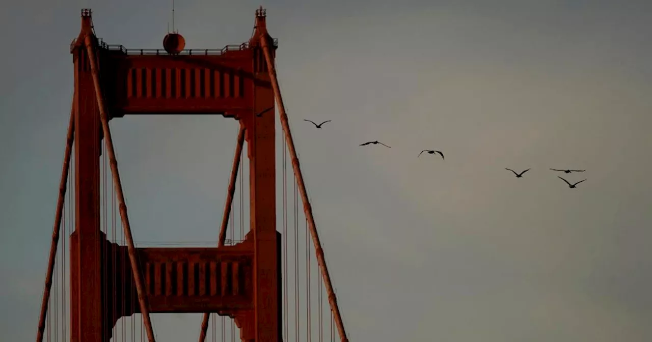 San Francisco Prepares for Potential Bird Flu Cases Amidst First US Death