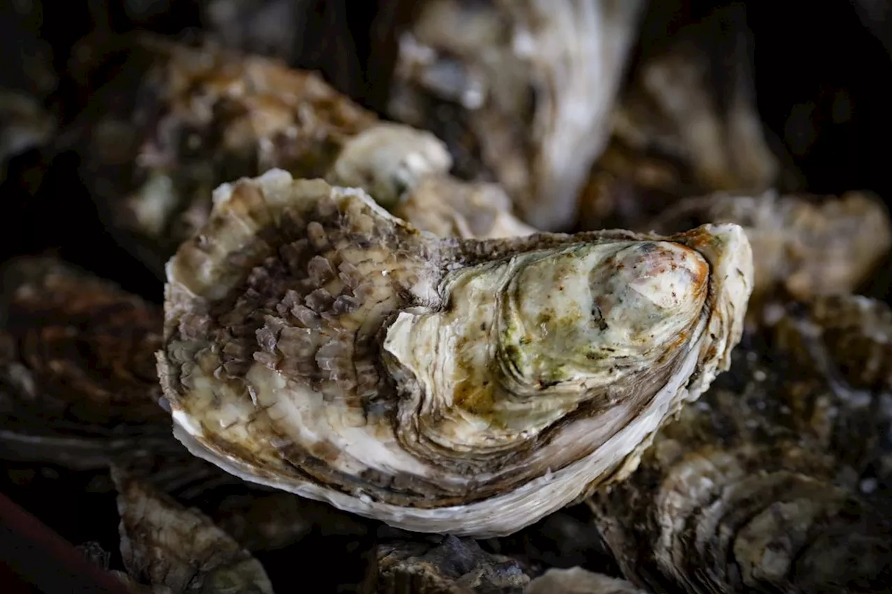 Charente-Maritime : une saison des fêtes correcte mais pas exceptionnelle pour les huîtres Marennes Oléron IGP