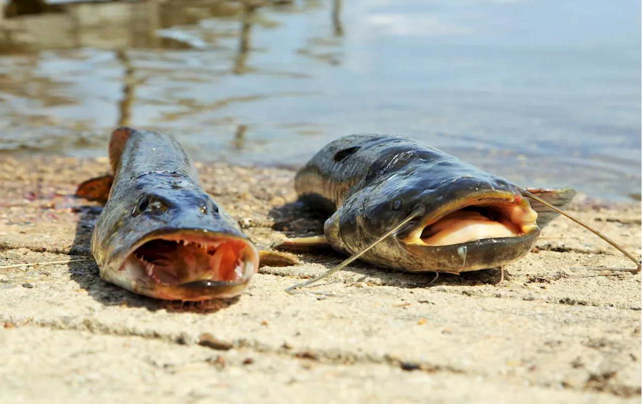 Lacanau et Carcans-Hourtin : Des Pêcheurs en Délire