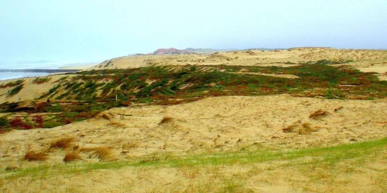 Un Sapin pour la Dune : Soustons continue à protéger son patrimoine naturel