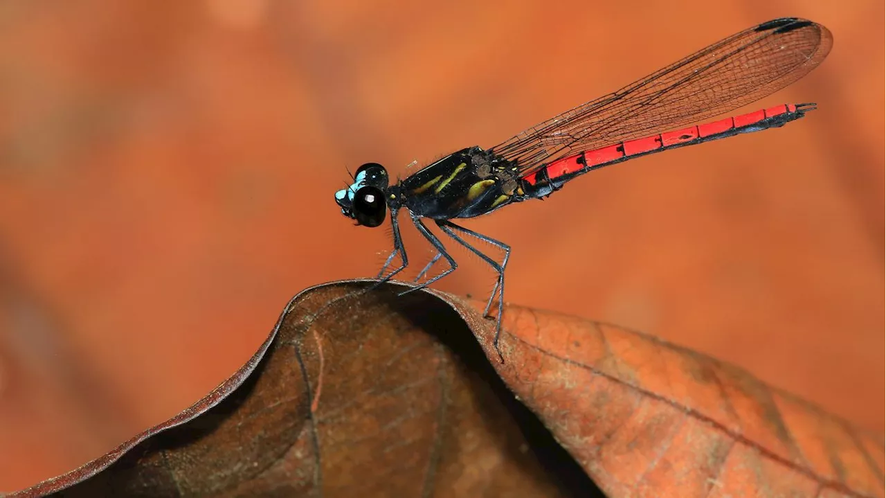 IUCN warnt vor dem Aussterben von Süßwassertieren