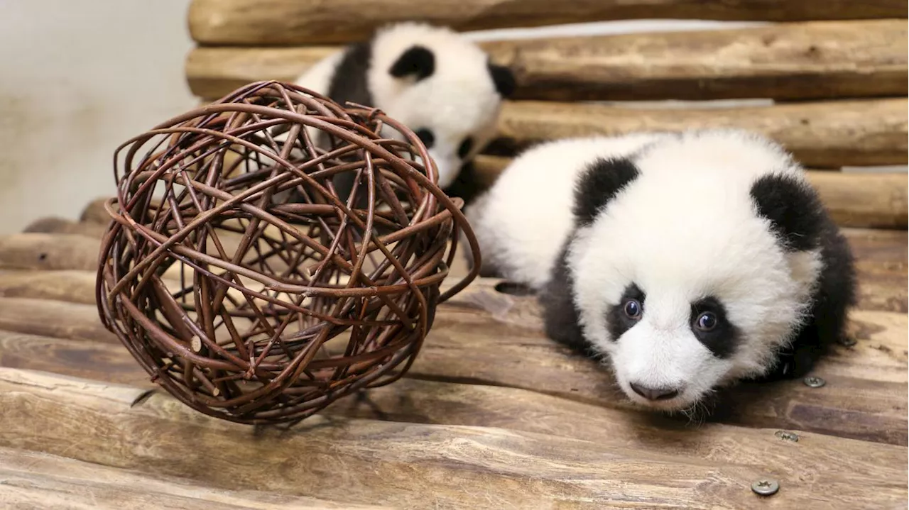 Unbeholfen rumliegen war gestern: Panda-Mädchen im Berliner Zoo erkunden ihr Spielzimmer