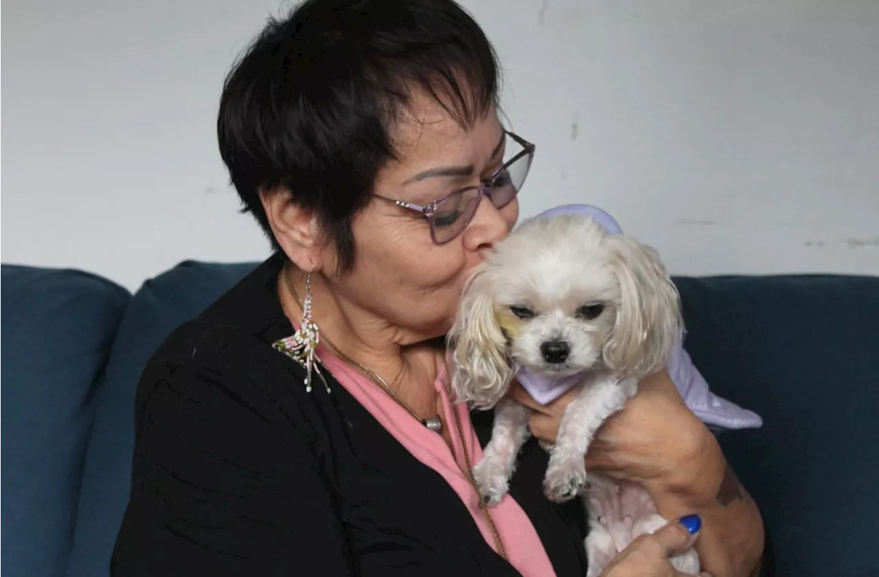 Dog-napped Maltese Sweet Pea Reunited with Owner After Heartwarming Holiday Turnaround