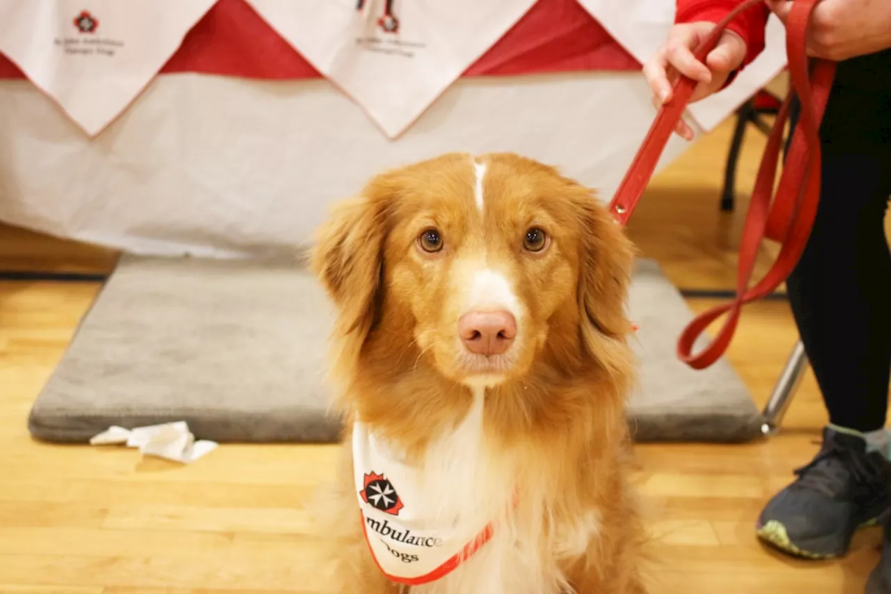 'Grandma' Selkie: therapy dog bringing joy to B.C. seniors