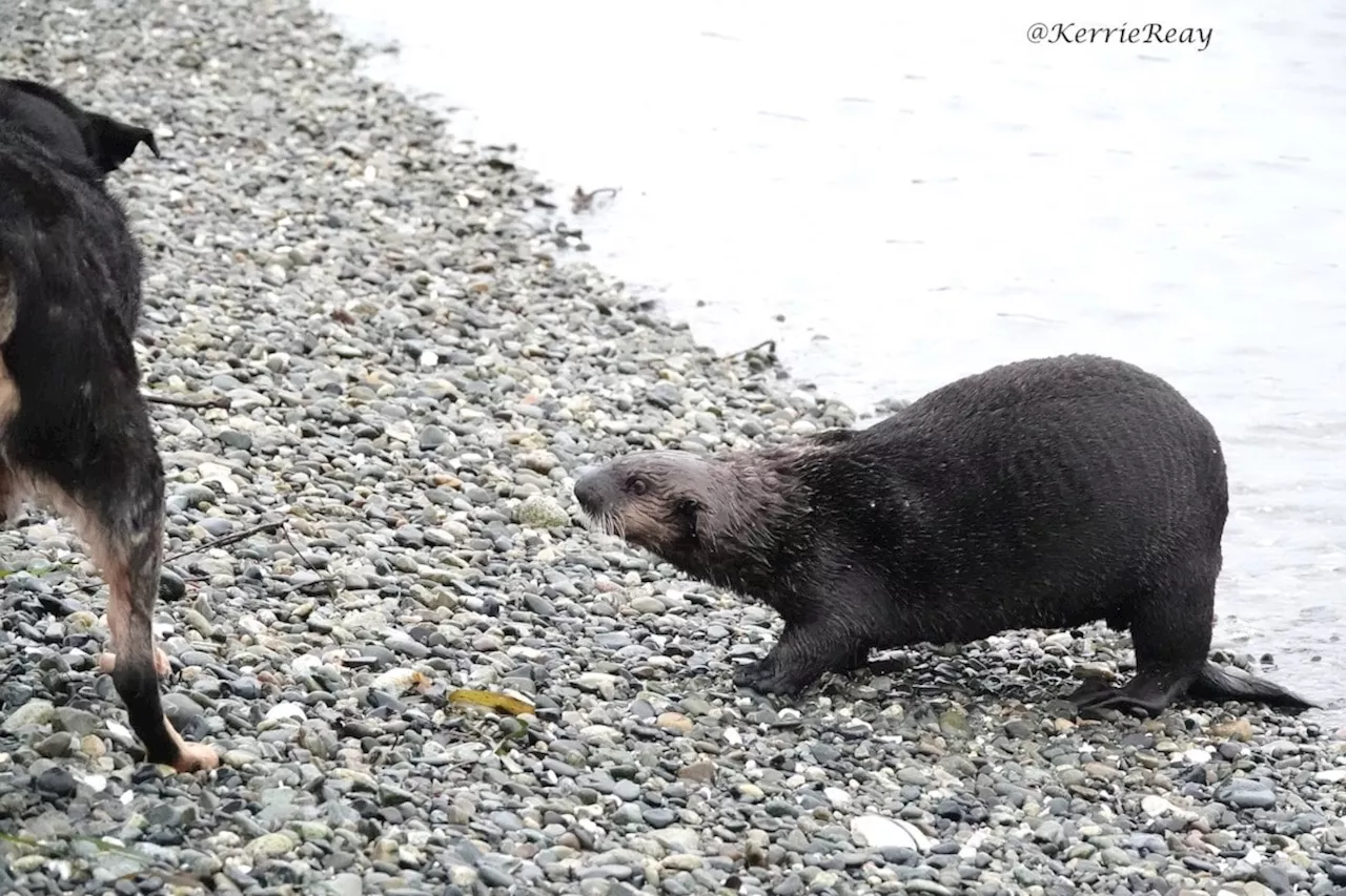 Overly Curious Sea Otter Encourages Warnings at Whiffin Spit