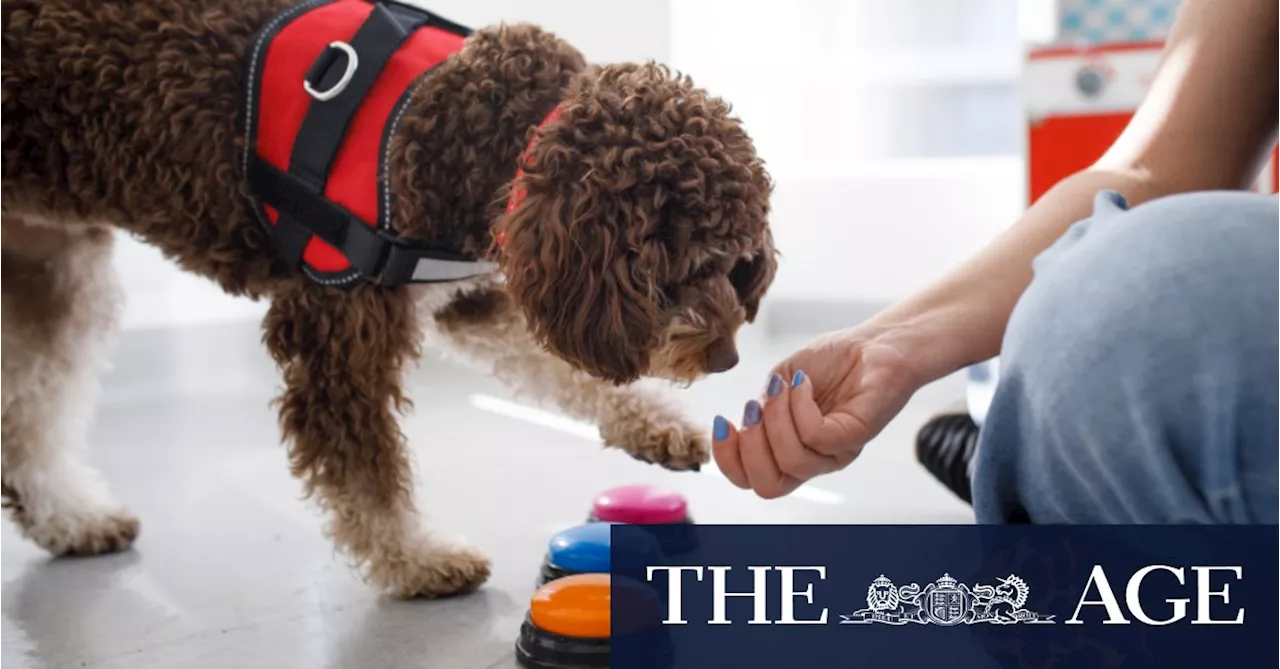 Rottweiler Learns to 'Talk' Using Communication Buttons