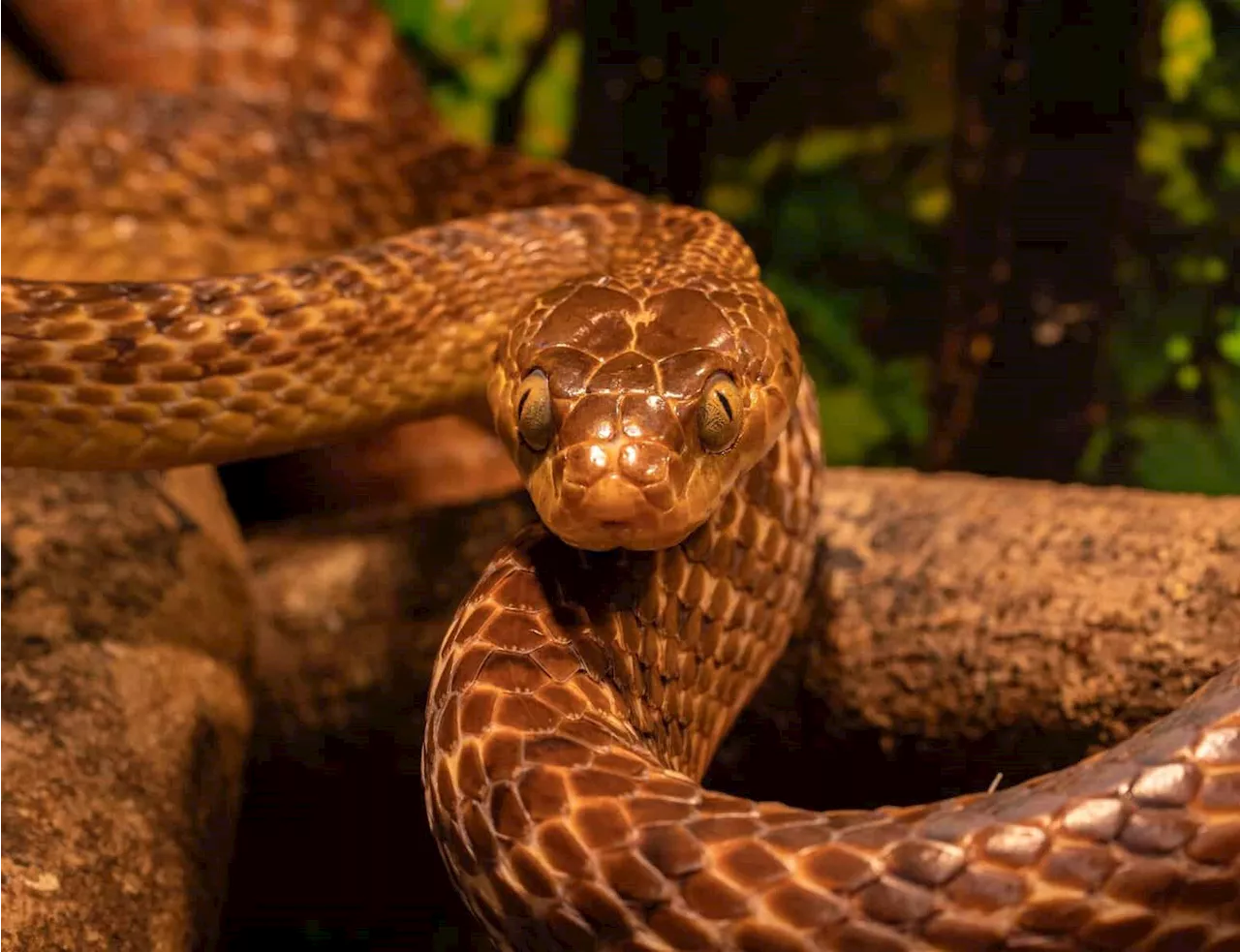 Man Avoids Jail Time for Smoking Marijuana with Live Snake in Bong