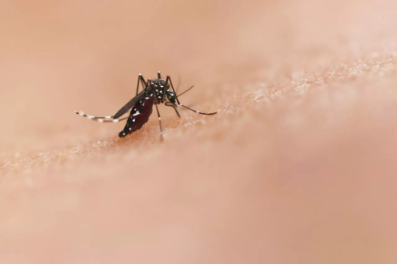 Genetically Engineered Mosquitoes With Toxic Semen Could Fight Tropical Diseases