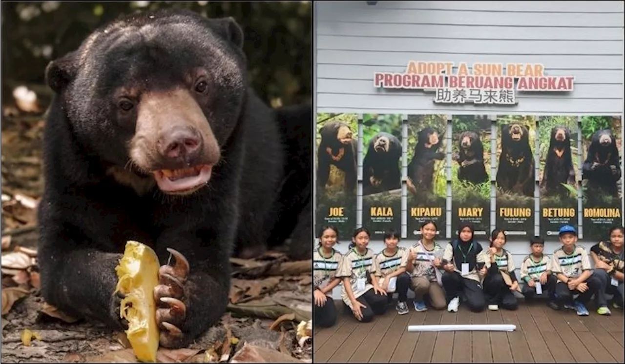 Help Save the Malayan Sun Bears