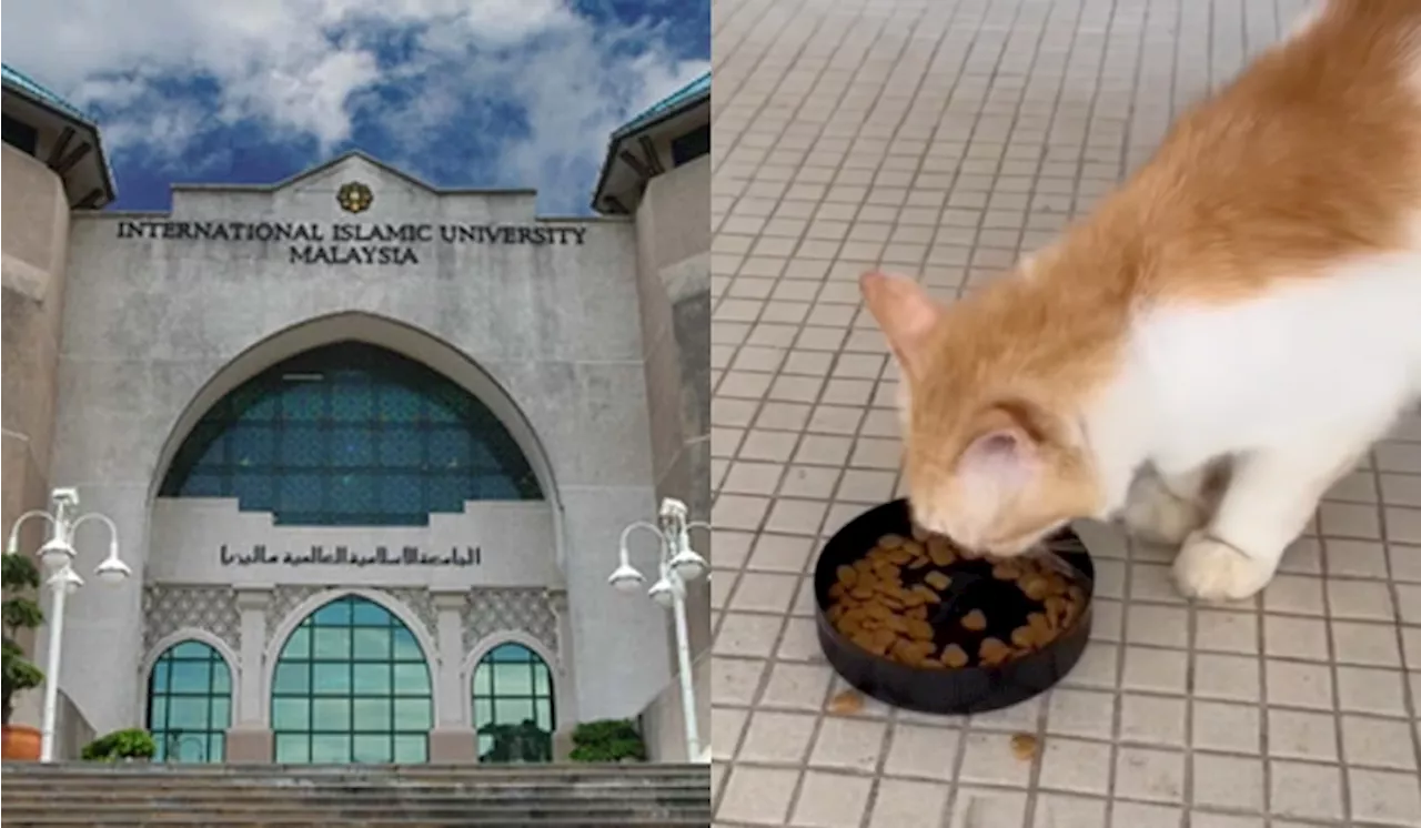 IIUM Student Club Cares for Stray Cats and Offers Therapy for Students