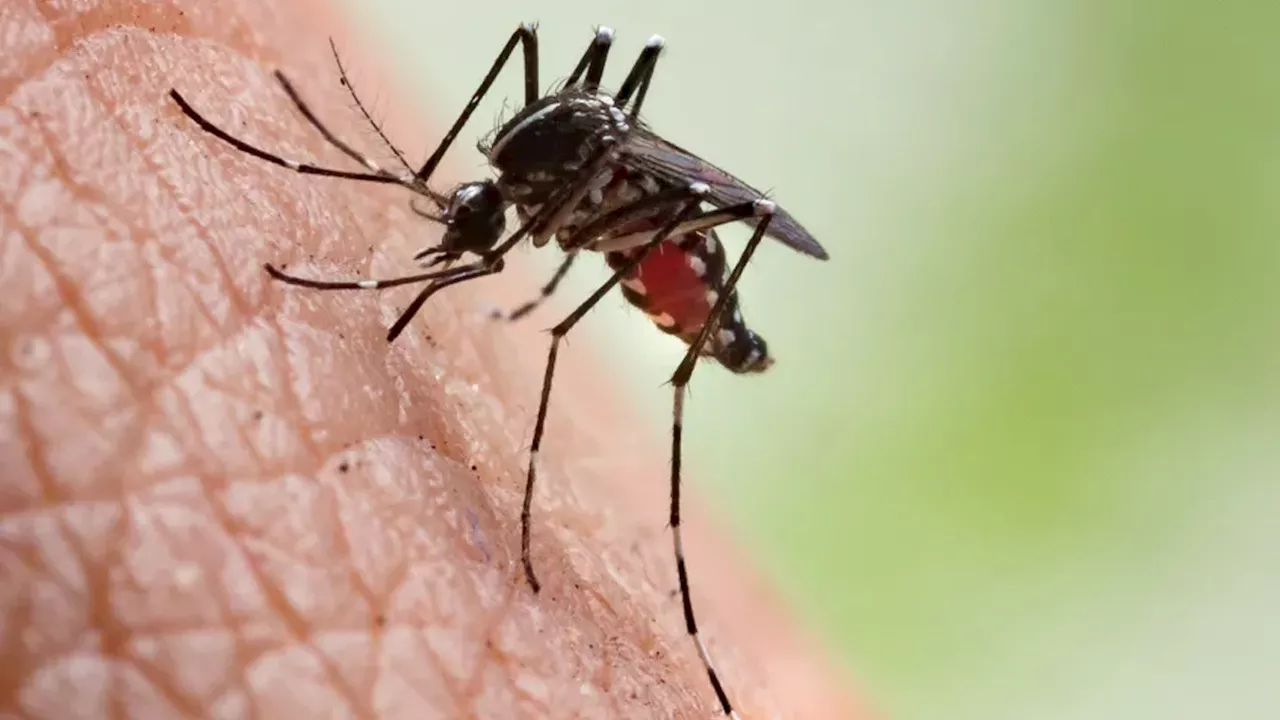 New Method Could Eliminate Disease-Carrying Mosquitoes