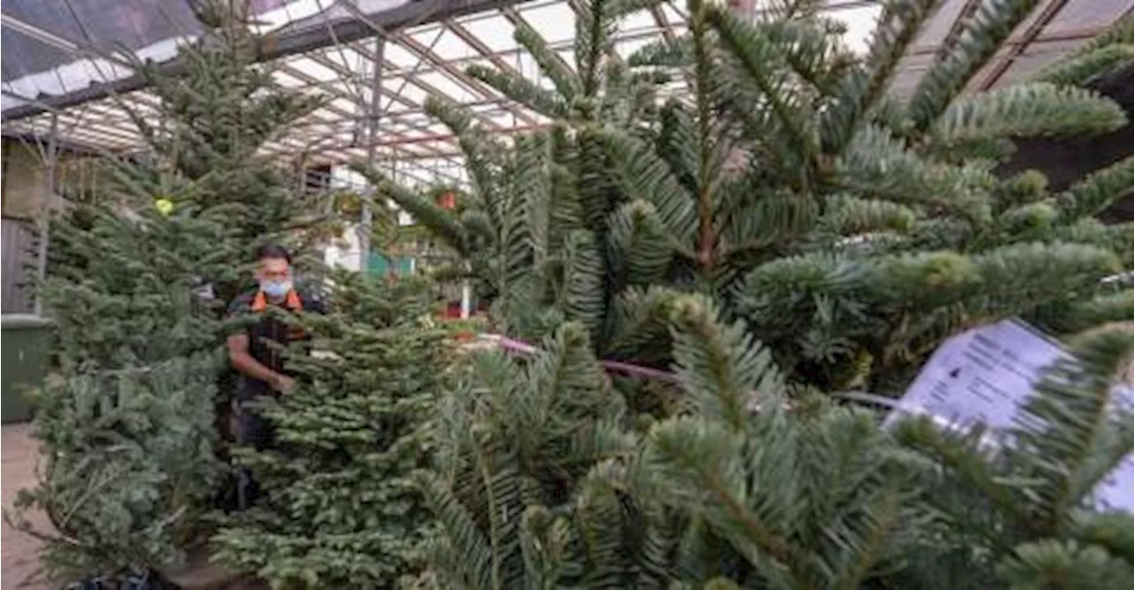 Don't Eat Your Christmas Tree: Belgian Agency Issues Warning