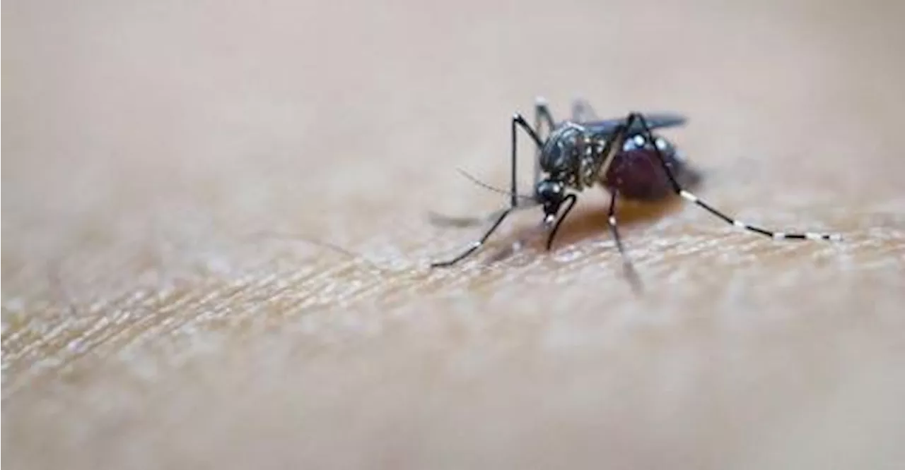 Toxic Semen Could Be Key to Combating Tropical Diseases
