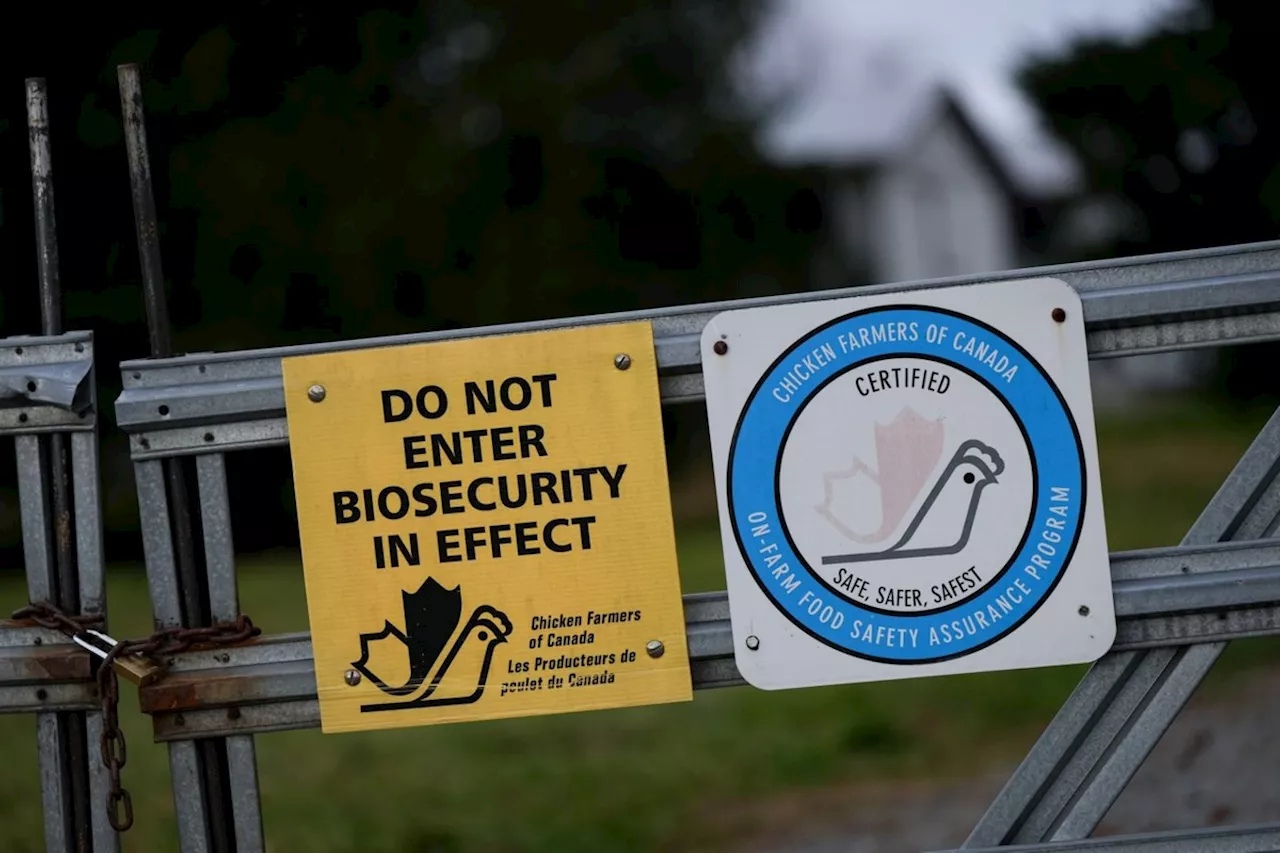 Canadian Avian Flu Case Compared With US Fatality