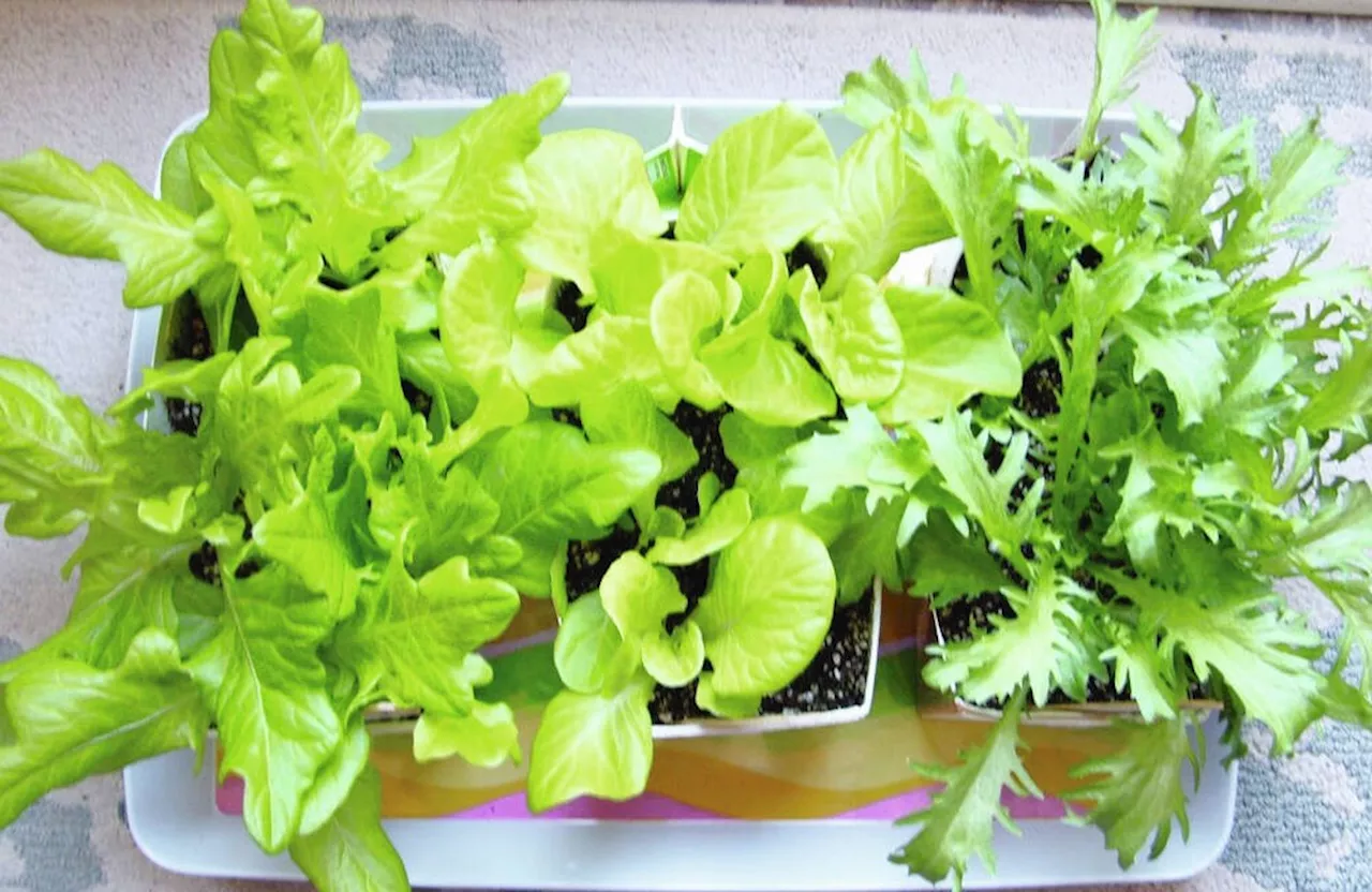 Container Gardening Tips for Beginners