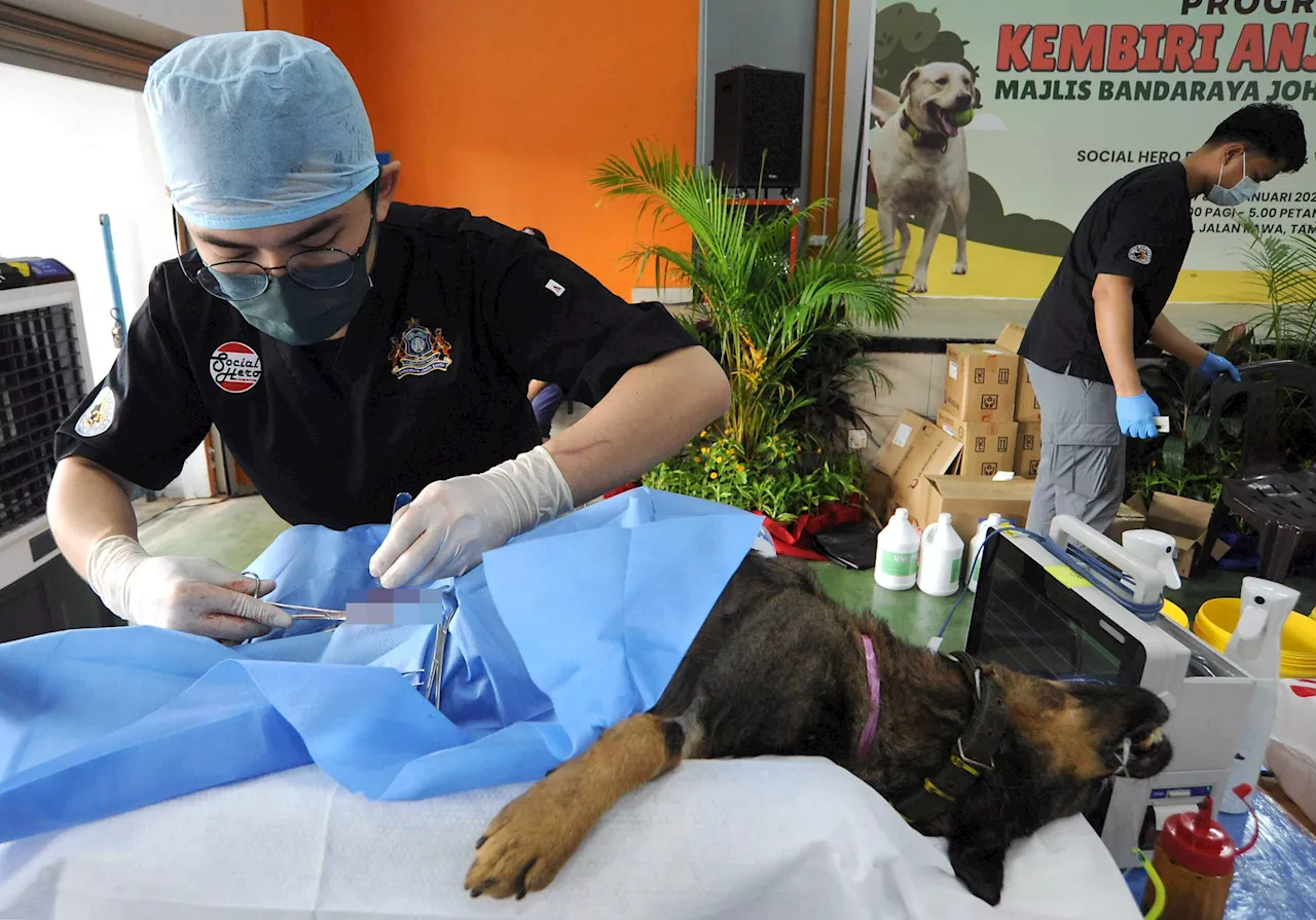 200 Stray Dogs Neutered in Johor Bahru