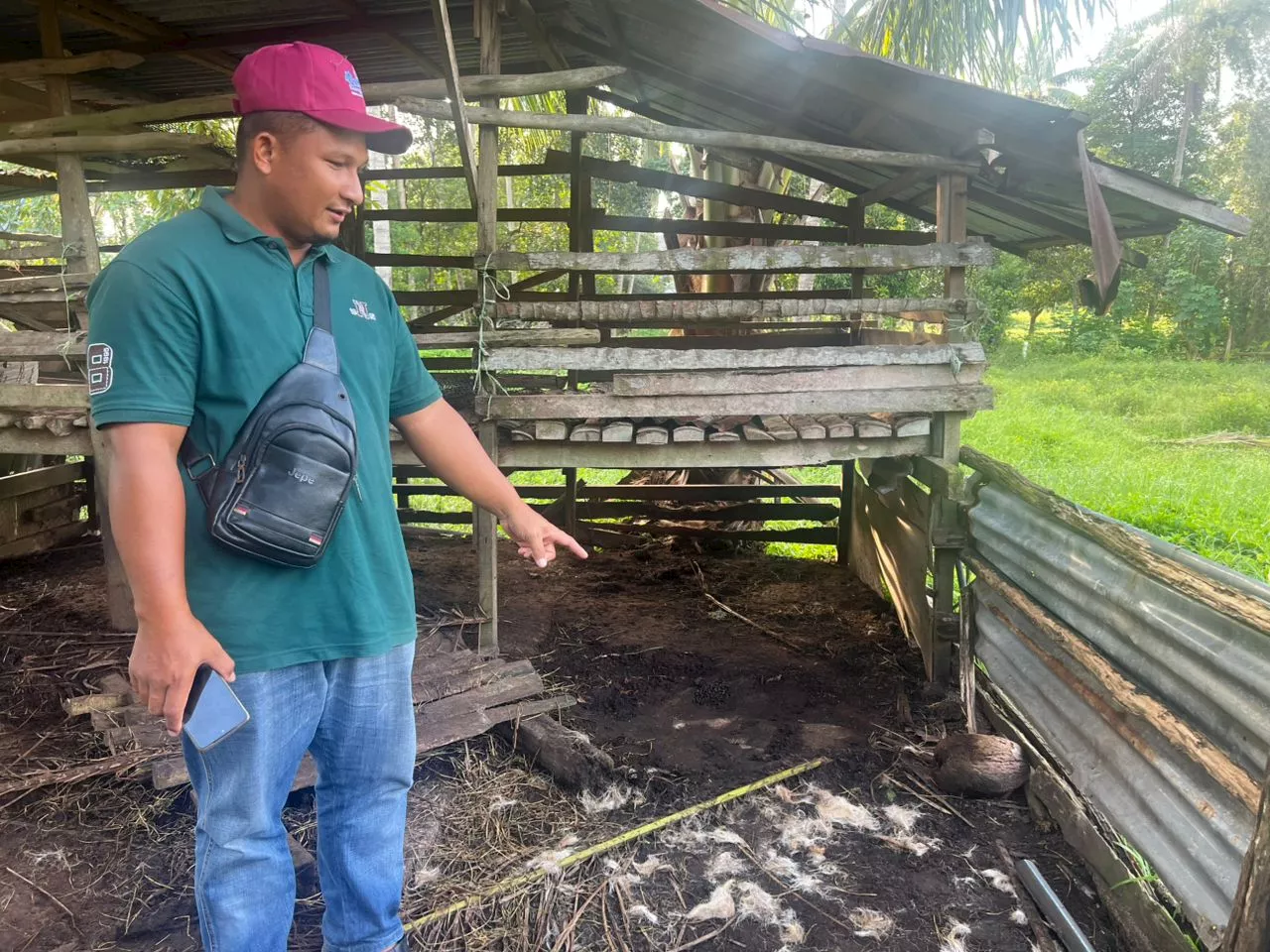 Stray Dogs Terrorize Residents, Livestock in Kelantan Village