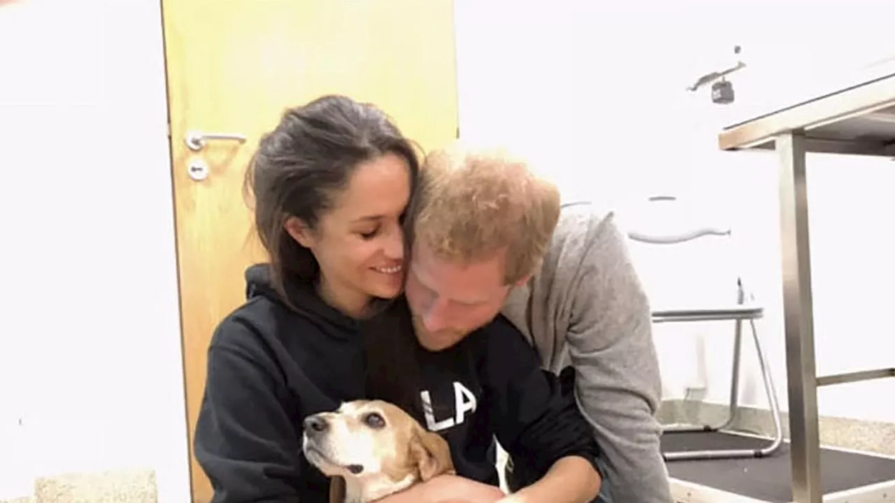 Addio a Guy, il cane fedele di Meghan Markle