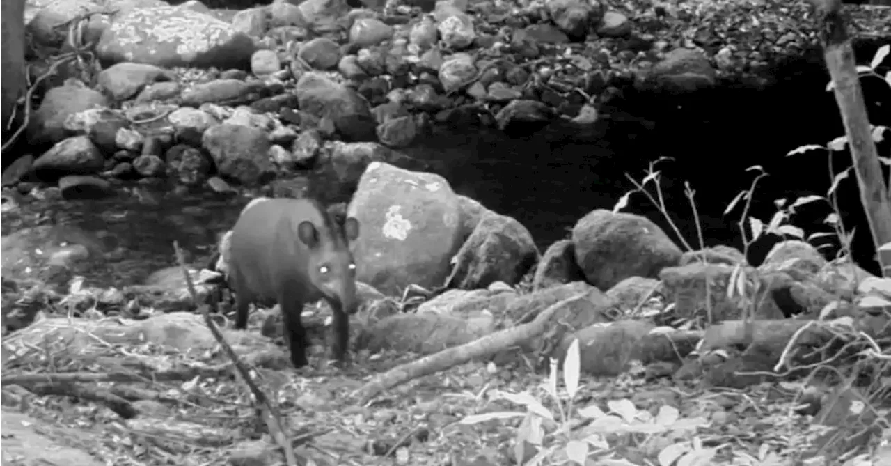 Antas são flagradas em vida livre no Rio de Janeiro após 100 anos