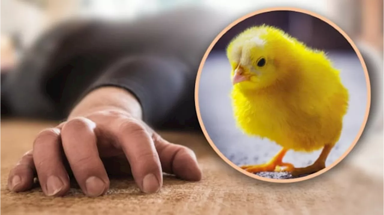 Kematian Misterius: Anak Ayam Tersangkut di Tenggorokan