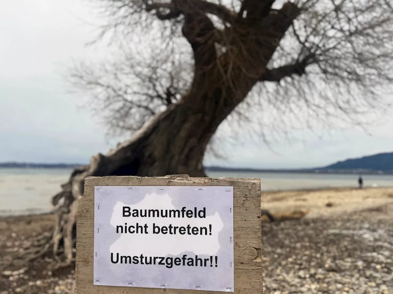 Die alte Silberweide in Bregenz: Droht ihr die Fällung?