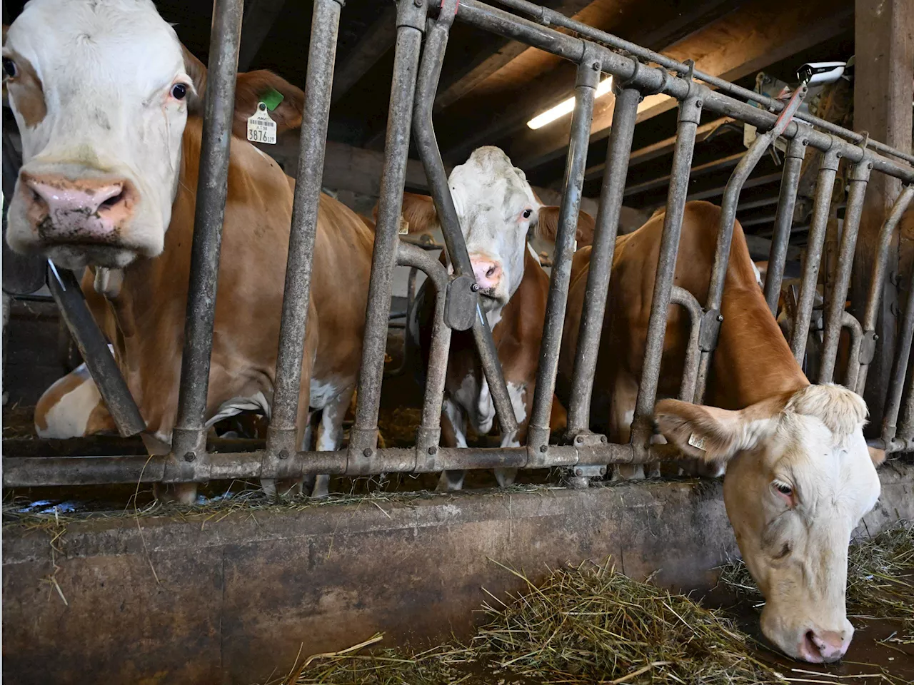 Tuberkuloseverdacht auf Rinderbetrieb im Bregenzerwald